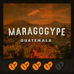 *MARAGOGYPE* (Guatemala)